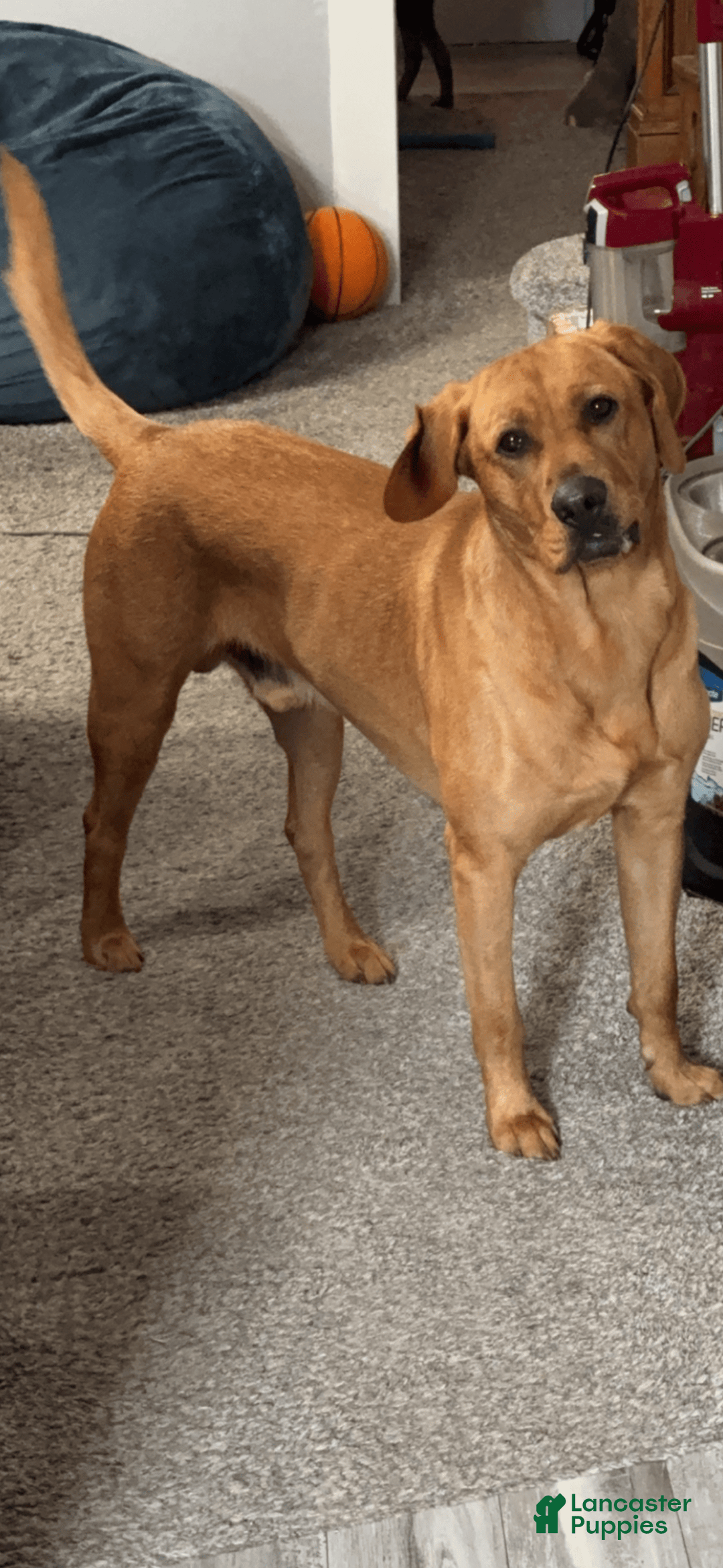 Labrador Retriever dogs for sale: Bubba - Image 2