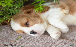 Cavalier King Charles Spaniel dogs for sale: Timothy - Image 3
