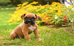 Boxer dogs for sale: Sequoia - Image 1