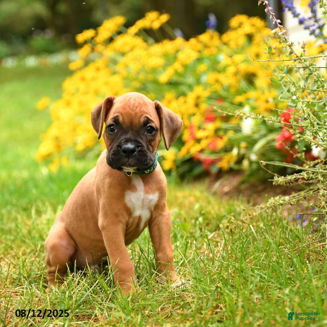 Boxer dogs for sale: Sequoia - Image 1