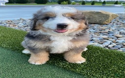 Mini Bernedoodle dogs for sale: Mini Bernedoodle 5 puppies - Image 21