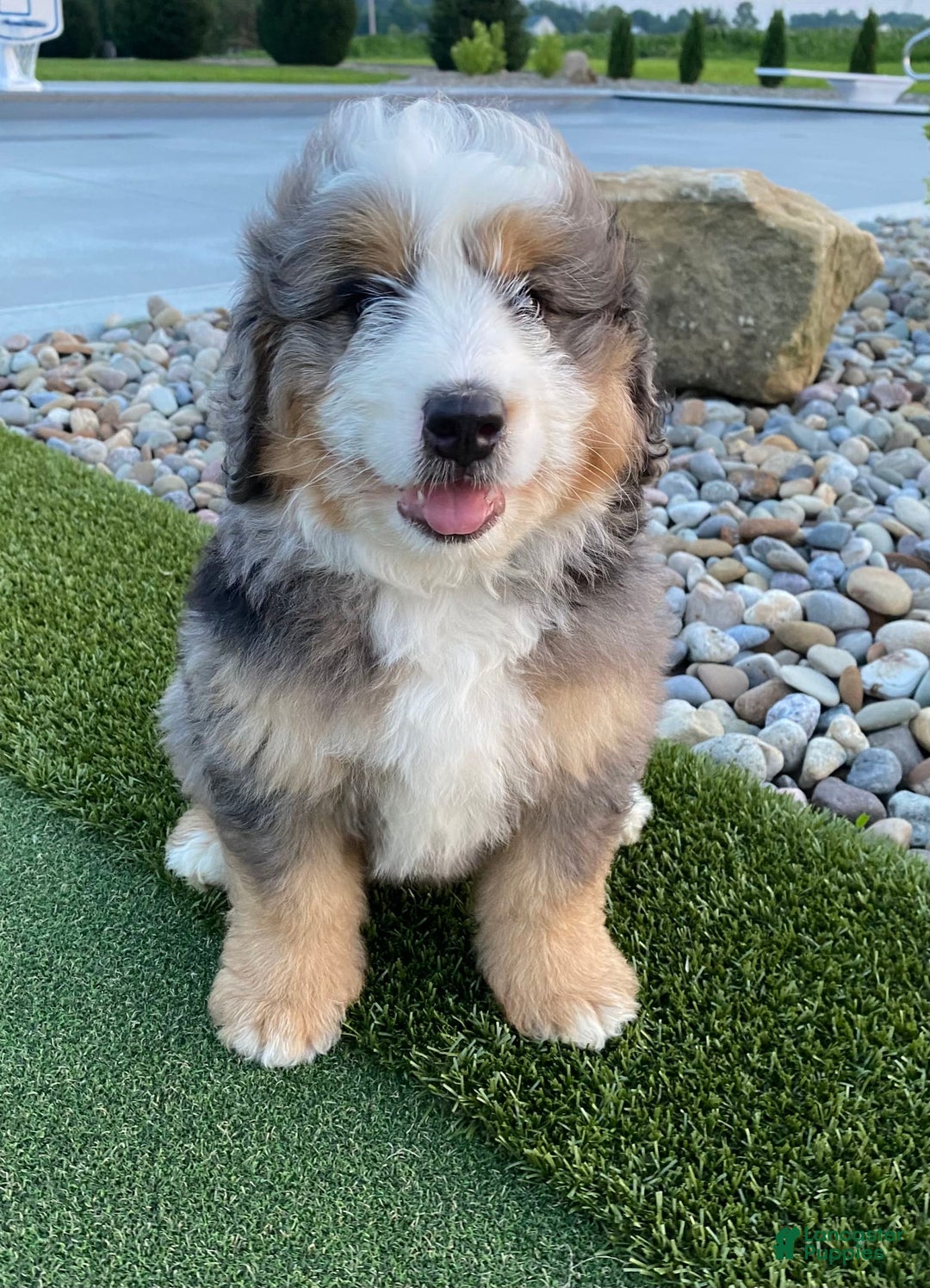 Mini Bernedoodle dogs for sale: Mini Bernedoodle 5 puppies - Image 21