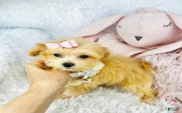 Maltipoo dogs for sale: Dana - Image 1