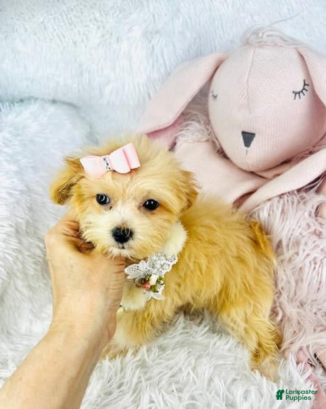 Maltipoo dogs for sale: Dana - Image 1