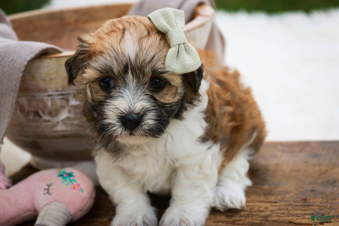 Havanese dogs for sale: Ginger - Image 6