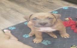 American Bully dogs for sale: Big Hoss - Image 171