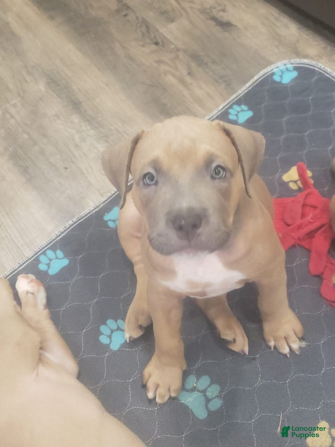 American Bully dogs for sale: Big Hoss - Image 171