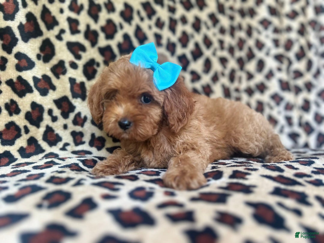 Cockapoo dogs for sale: Mango - Image 2