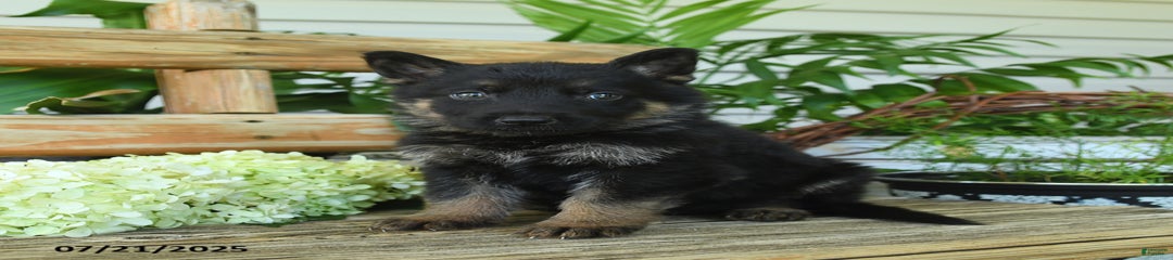 Milo