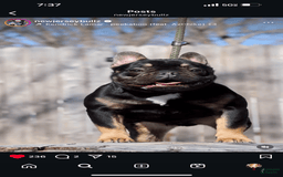 French Bulldog dogs for sale: Snickers The Fluffy - Image 9