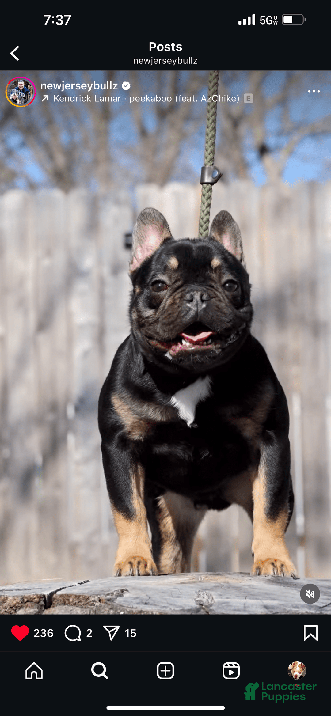 French Bulldog dogs for sale: Snickers The Fluffy - Image 9