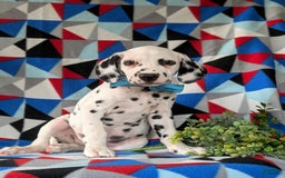 Dalmatian dogs for sale: Lazarus - Image 4