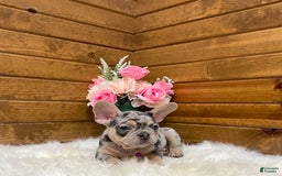 French Bulldog dogs for sale: Nila - Image 10