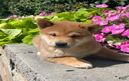 Shiba Inu dogs for sale: Ivy - Image 3