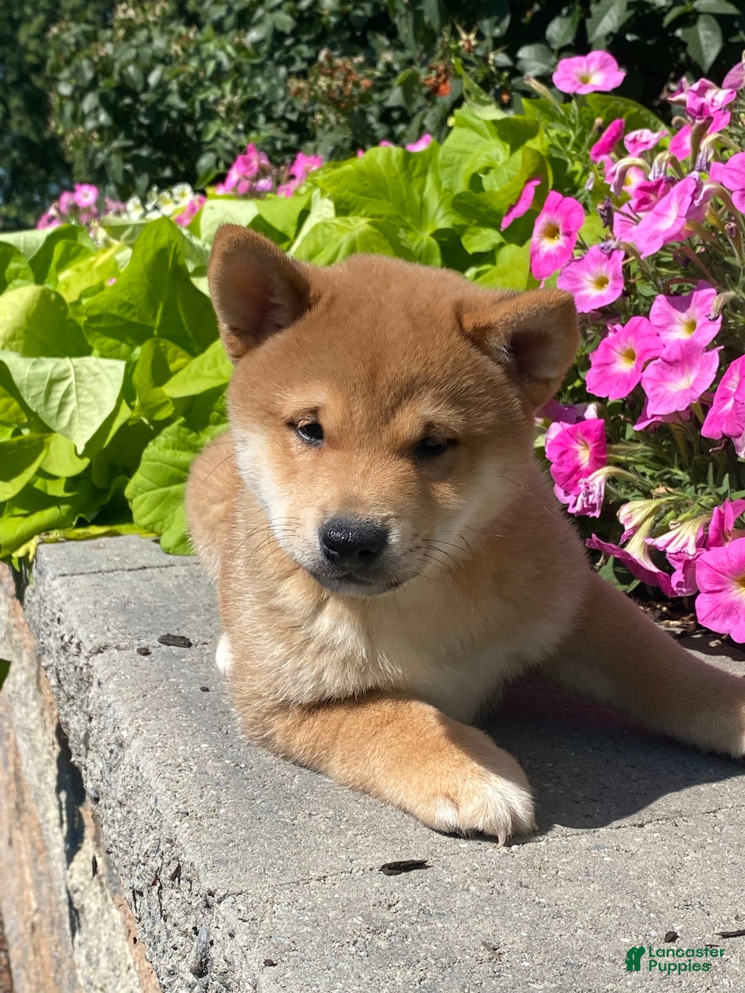 Shiba Inu dogs for sale: Ivy - Image 3