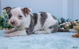 Chihuahua dogs for sale: Puddles - Image 2