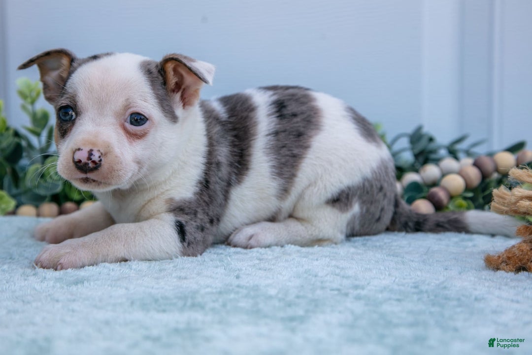 Chihuahua dogs for sale: Puddles - Image 2