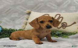 Miniature Dachshund dogs for sale: Dixon - Image 1