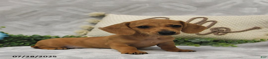 Dixon