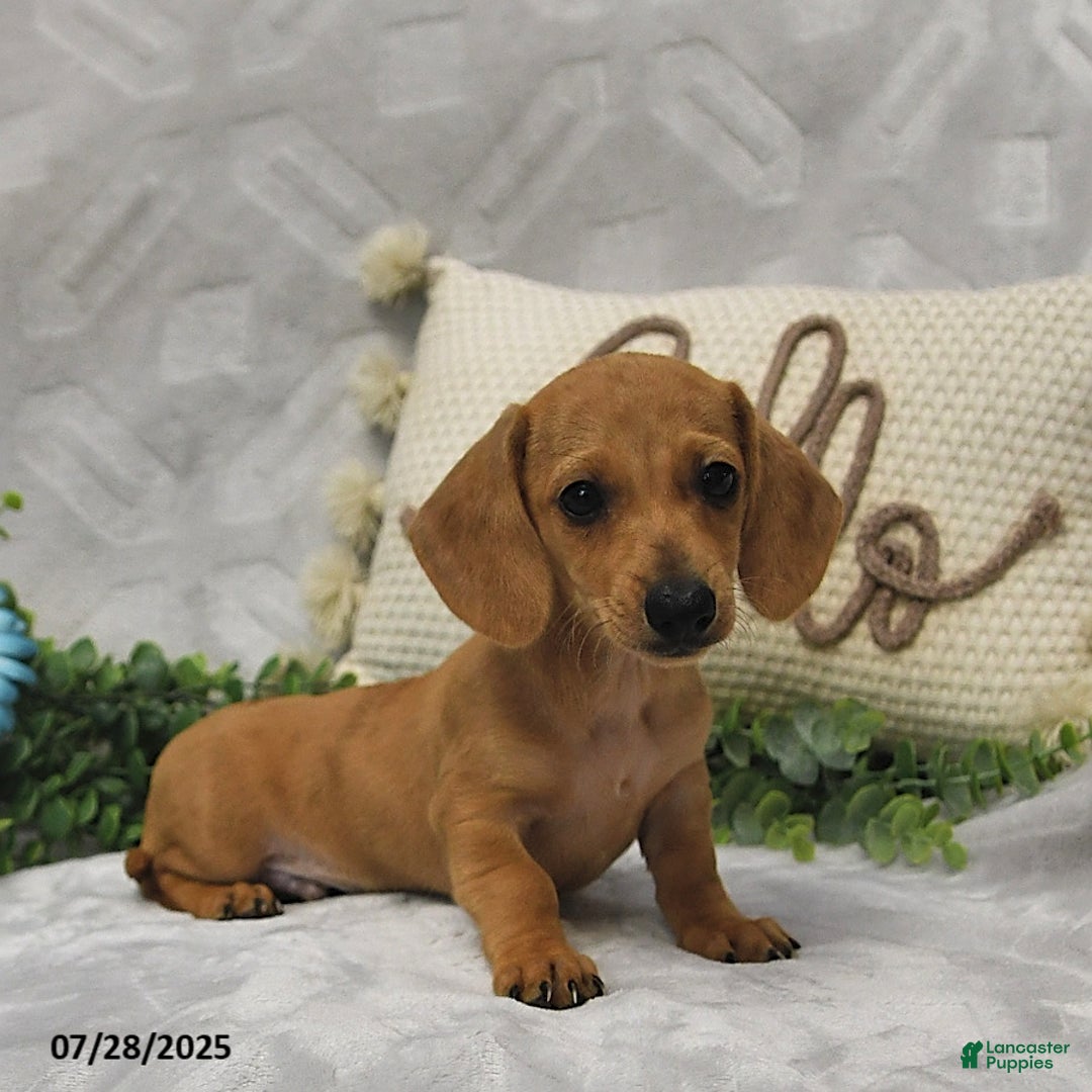 Miniature Dachshund dogs for sale: Dixon - Image 1