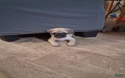 Pug dogs for sale: Ares - Image 3