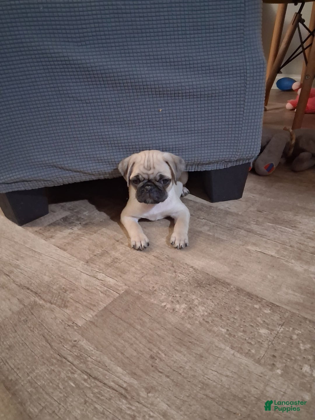 Pug dogs for sale: Ares - Image 3