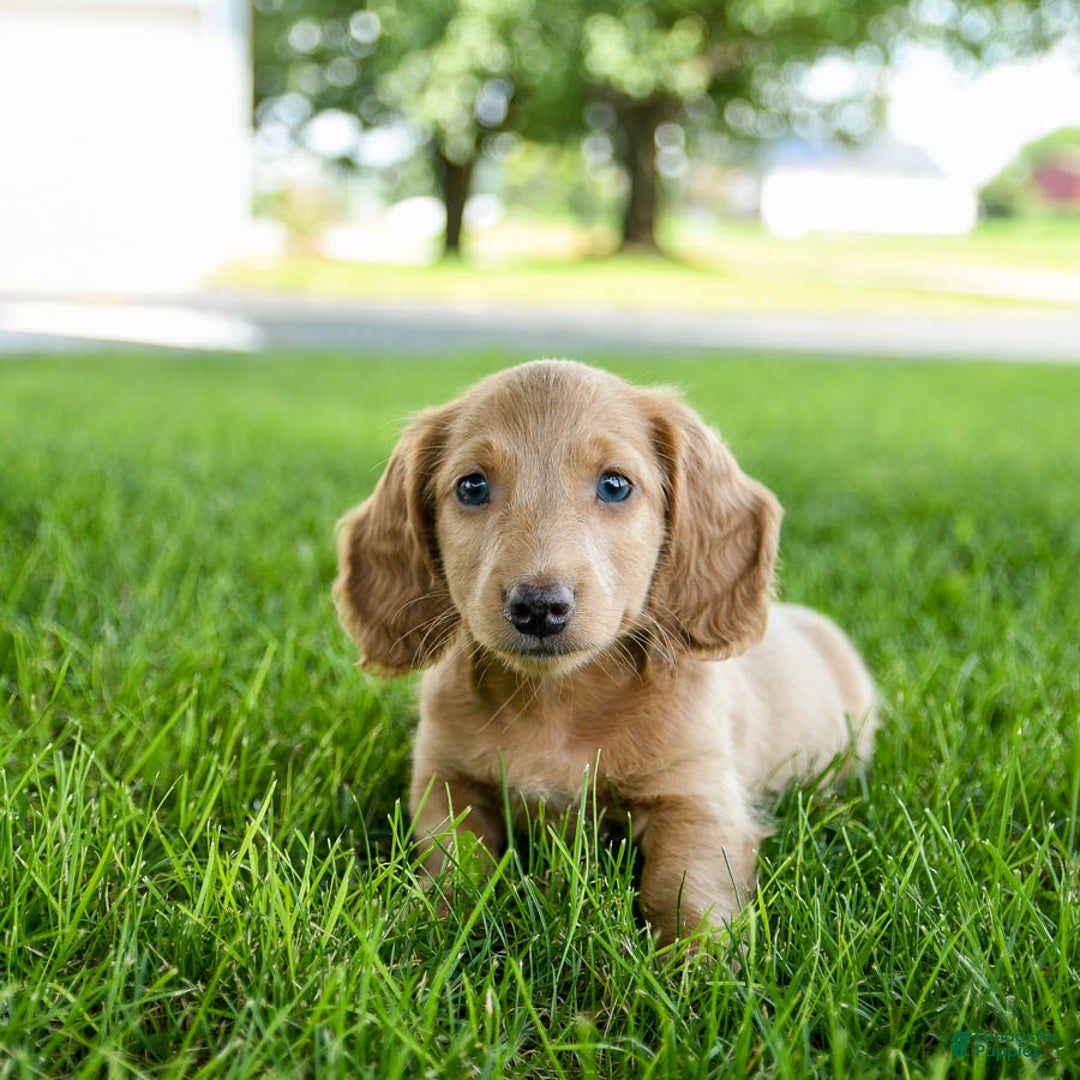 Miniature Dachshund dogs for sale: Fuzzie - Image 6