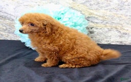 Miniature Poodle dogs for sale: Rita - Image 3