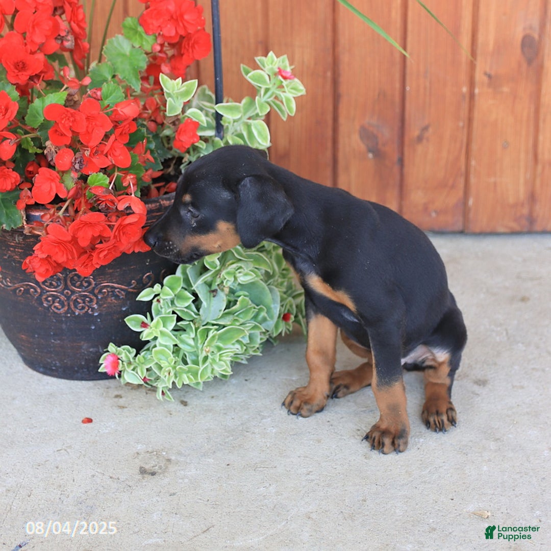 Doberman Pinscher dogs for sale: Diamond - Image 2