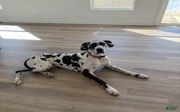 Great Dane dogs for sale: Yoshi - Image 2