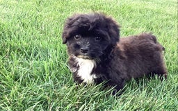 Havapoo dogs for sale: Ace - Image 3