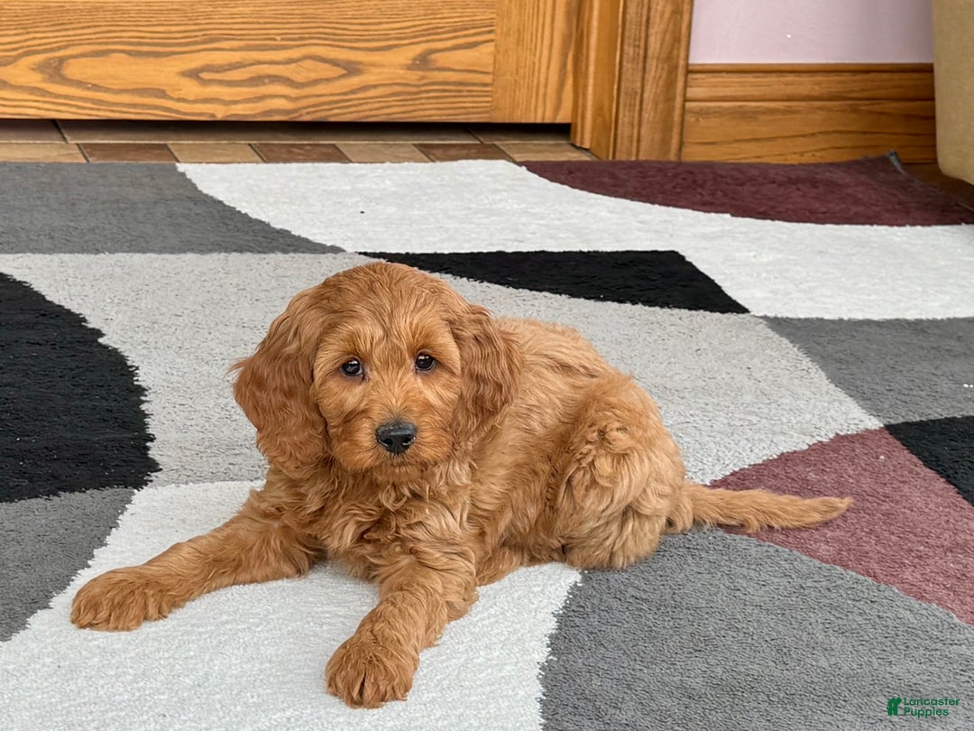 Cockapoo dogs for sale: Manny - Image 8