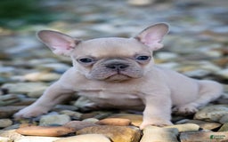 French Bulldog dogs for sale: Rosco - Image 1