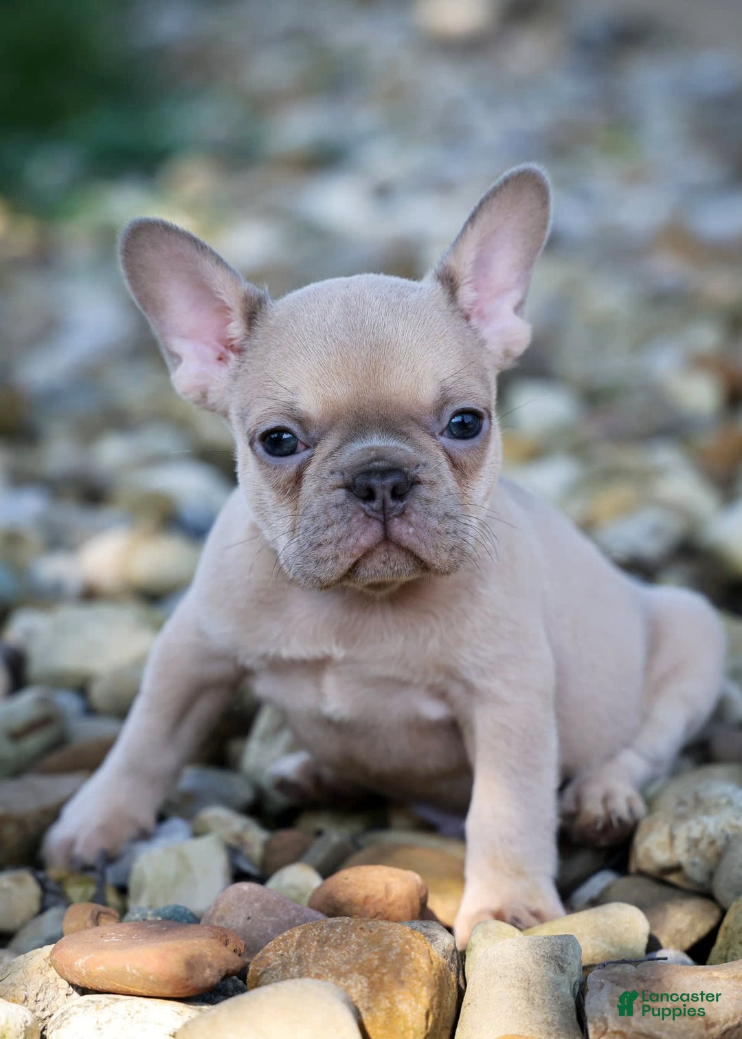 French Bulldog dogs for sale: Rosco - Image 1