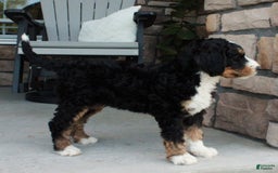 Bernedoodle dogs for sale: Charlie - Image 2