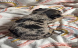 Chihuahua dogs for sale: London - Image 2