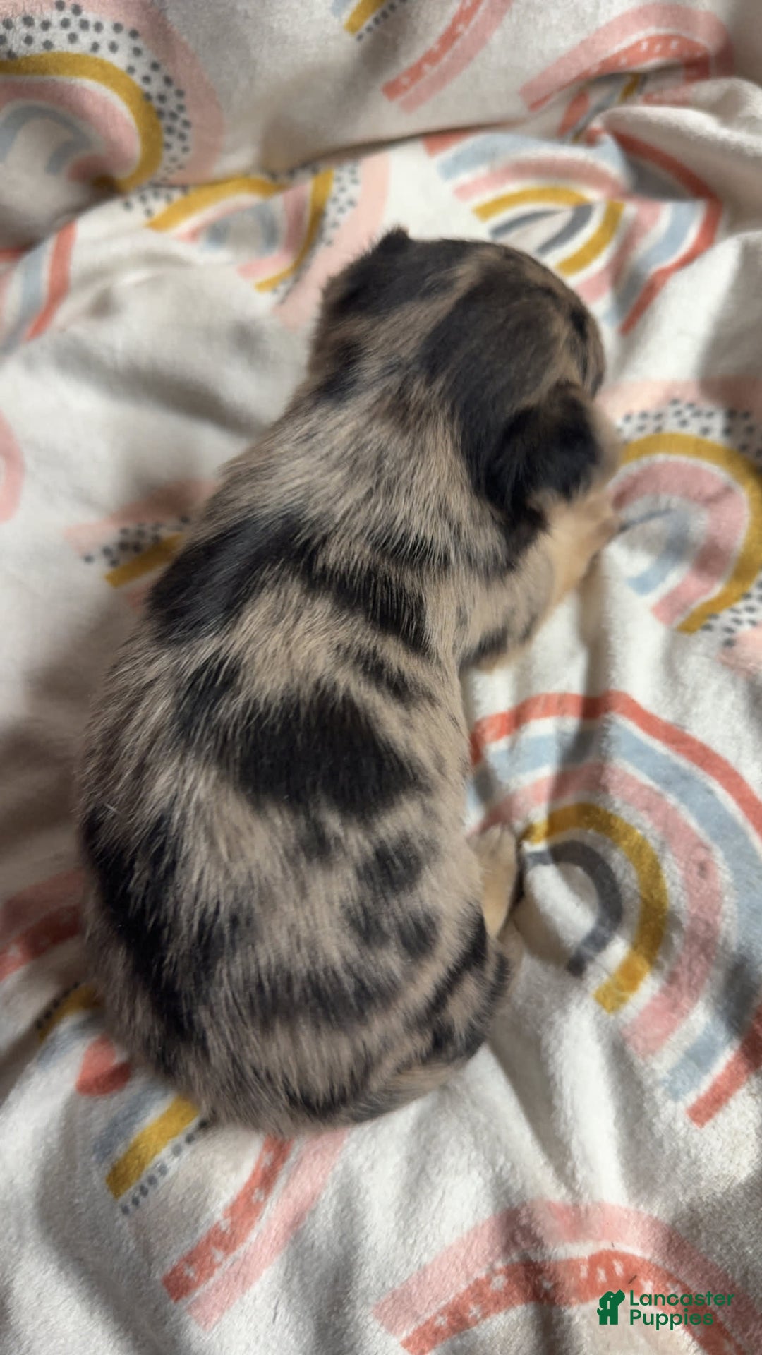 Chihuahua dogs for sale: London - Image 2