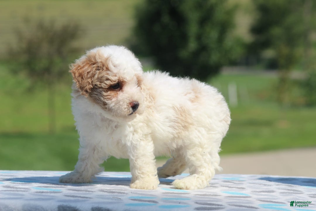 Maltipoo dogs for sale: Cooper - Image 4