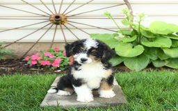 Mini Bernedoodle dogs for sale: Pepper - Image 10