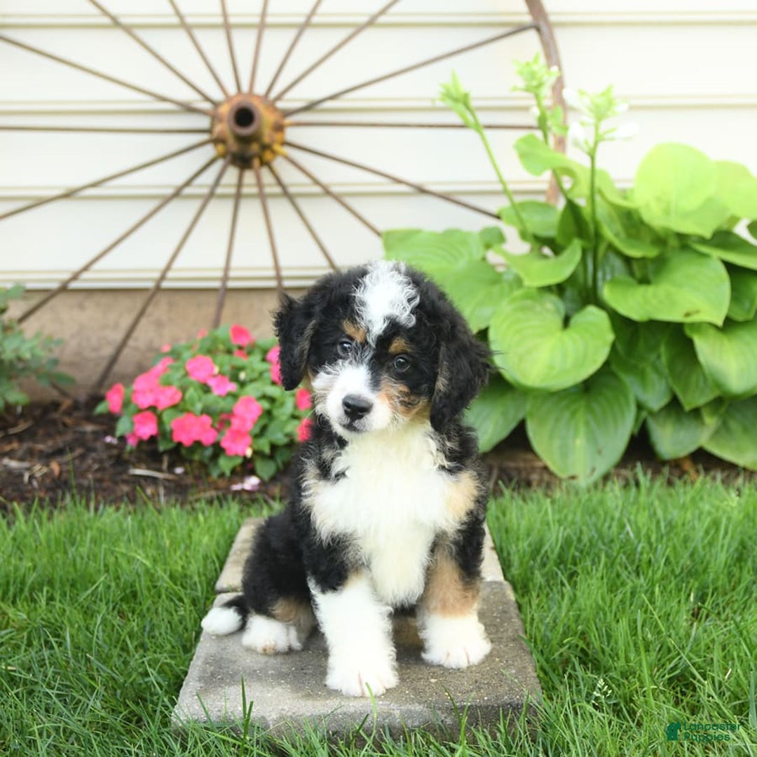 Mini Bernedoodle dogs for sale: Pepper - Image 10