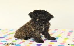 Miniature Poodle dogs for sale: Blizzard - Image 9