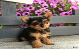 Yorkshire Terrier dogs for sale: Trex - Image 5