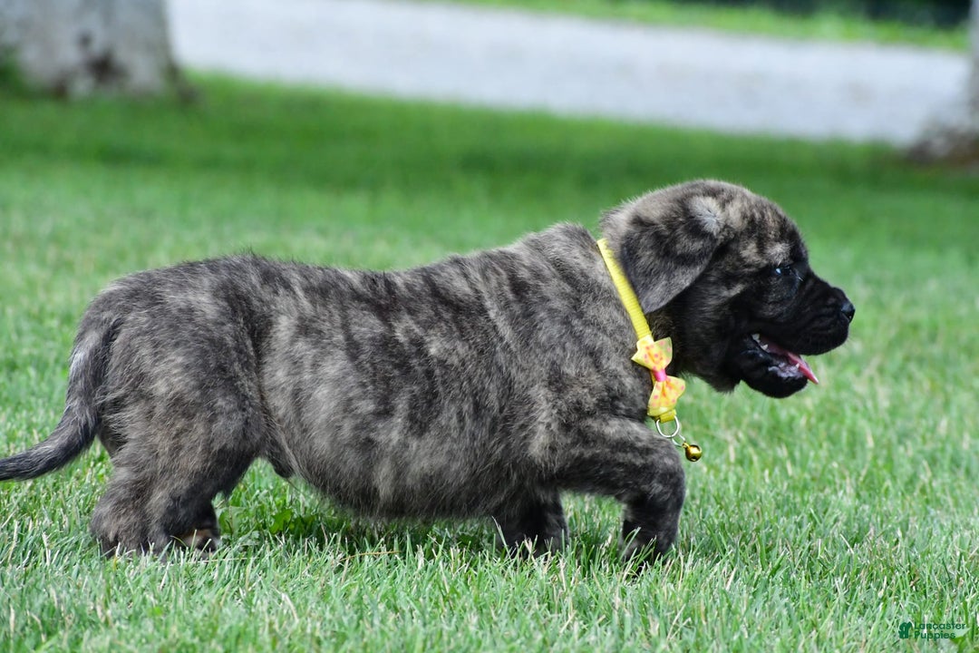 English Mastiff dogs for sale: Vance - Image 8