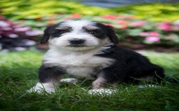 Bernedoodle dogs for sale: Shooter - Image 11