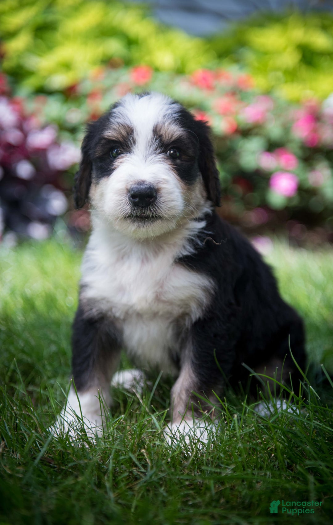 Bernedoodle dogs for sale: Shooter - Image 11