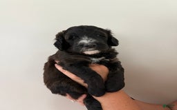 Bernedoodle dogs for sale: Orange Boy - Image 3