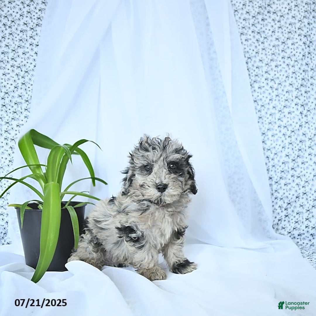 Mini Goldendoodle dogs for sale: Kash - Image 5