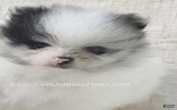 Pomeranian dogs for sale: Blue Eye - Blue Merle - Extreme Parti - Image 27