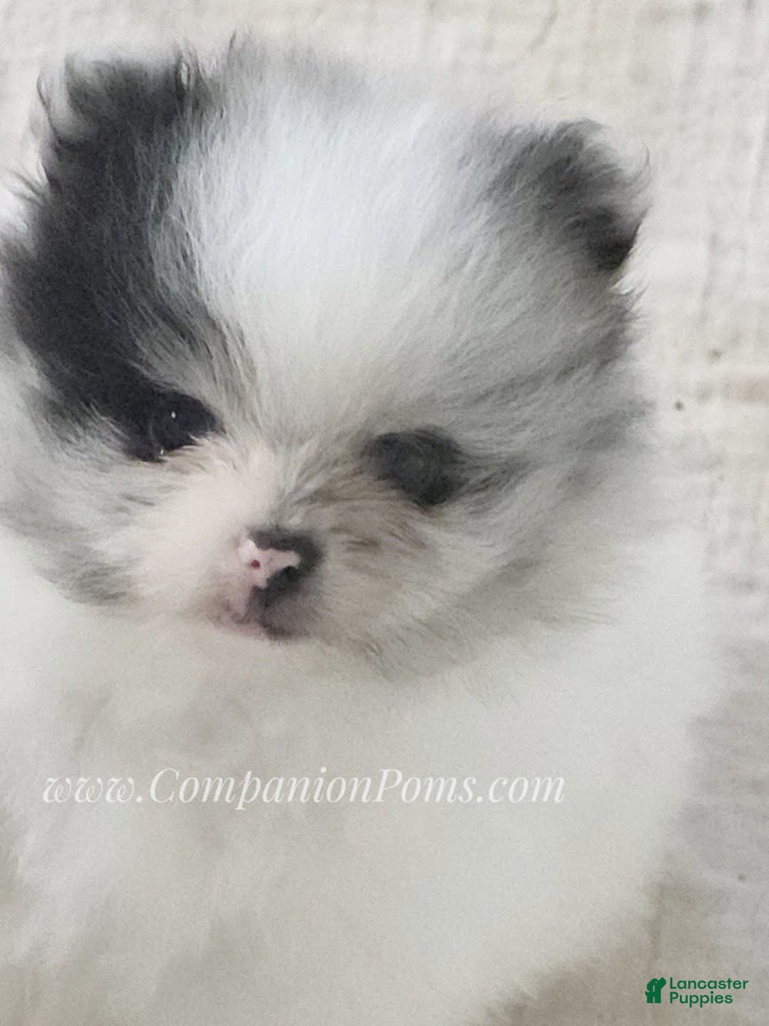 Pomeranian dogs for sale: Blue Eye - Blue Merle - Extreme Parti - Image 27