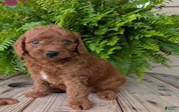 Mini Goldendoodle dogs for sale: Mini -coner - Image 33